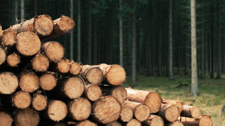 バレルサウナの値段を左右する木材